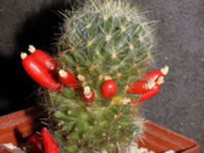 m_prolifera_prolifera_c_200