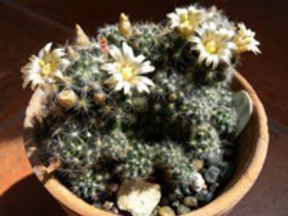 m_prolifera_prolifera_h_200