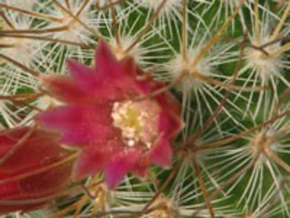 m_rekoi_leptacantha_c_200