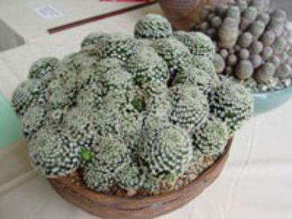 m_schiedeana_a_200=2,5lei sem