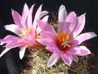 m_schumannii_c_200=1,5lei sem