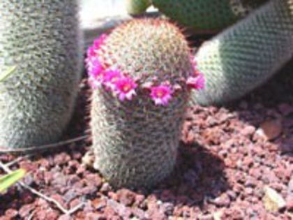 m_spinosissima_200=2lei sem