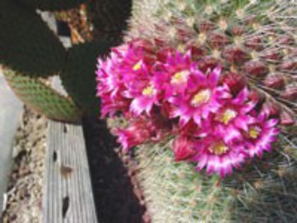 m_spinosissima_a_200