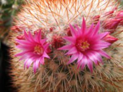 m_spinosissima_c_200