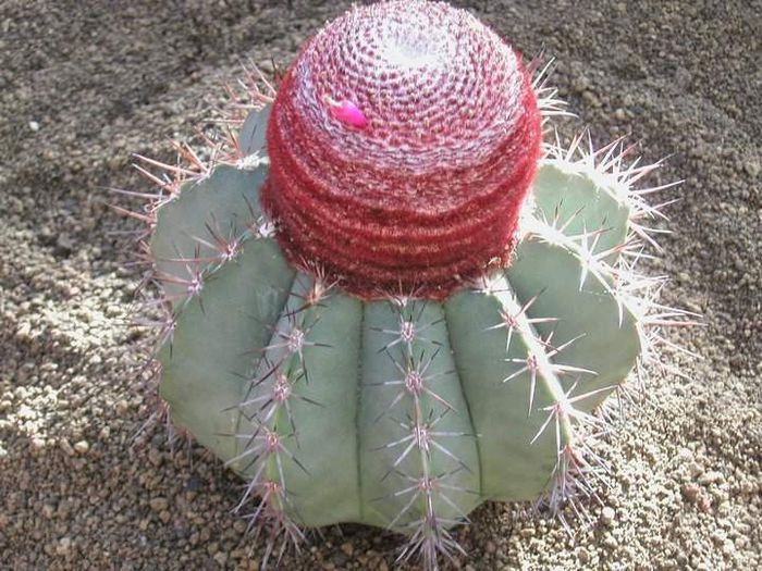 melocactus glauscescens=5lei sem