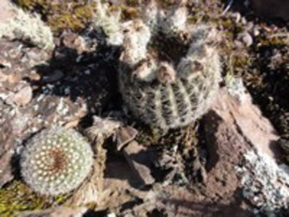 parodia_alacriportana_e_200