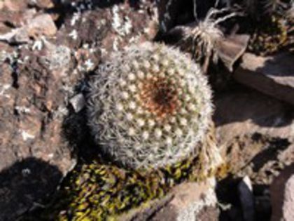 parodia_alacriportana_f_200