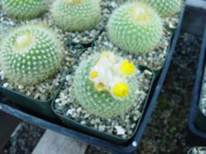 parodia_chrysacanthion_200=1,5lei sem