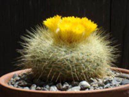 parodia_chrysacanthion_b_200