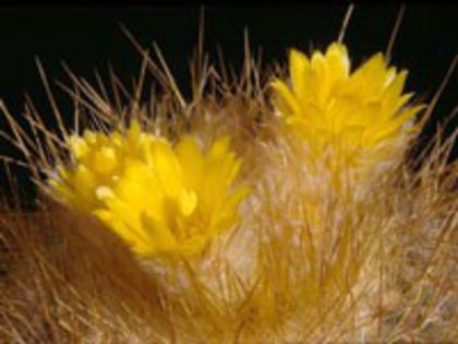 parodia_chrysacanthion_e_200