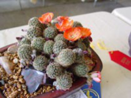 r_pygmaea_c_200=2lei sem