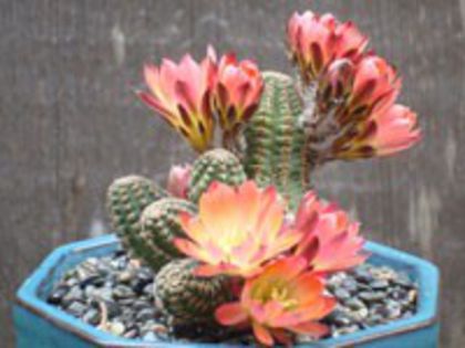 r_pygmaea_d_200=2lei sem