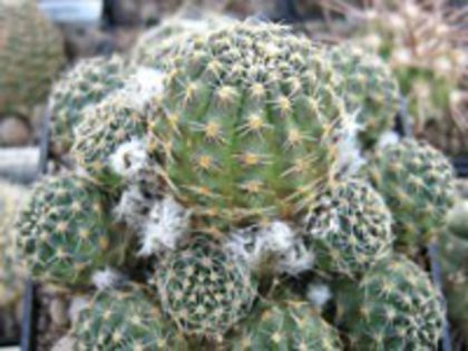 r_pygmaea_f_200