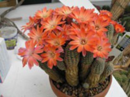 r_pygmaea_h_200=1,5lei sem