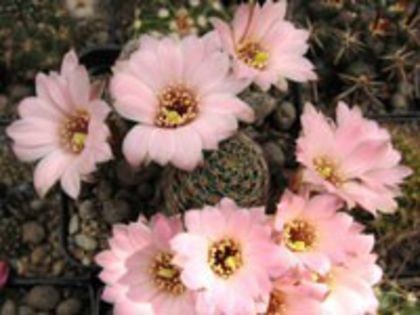 r_pygmaea_haagei_canacruzensis_a_200