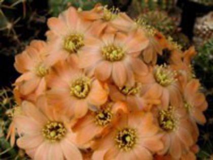r_pygmaea_haagei_elegantula_a_200