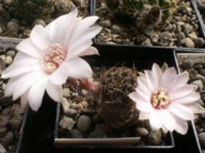 r_pygmaea_haagei_eos_a_200