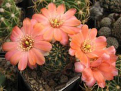r_pygmaea_haagei_pelzliana_a_200