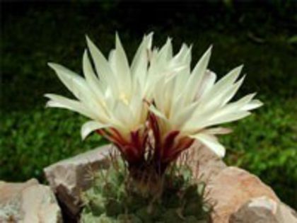 s_disciformis_b_200