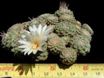 s_disciformis_g_200