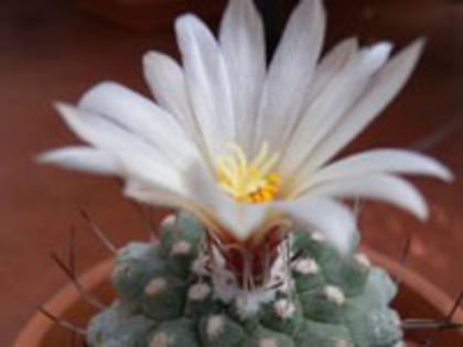 s_disciformis_h_200