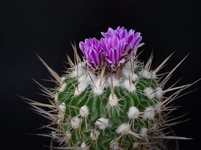 stenocactus crispatus