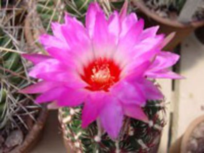 t_bicolor_schwarzii_a_200