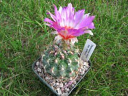 t_bicolor_schwarzii_b_200