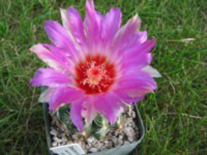 t_bicolor_schwarzii_c_200