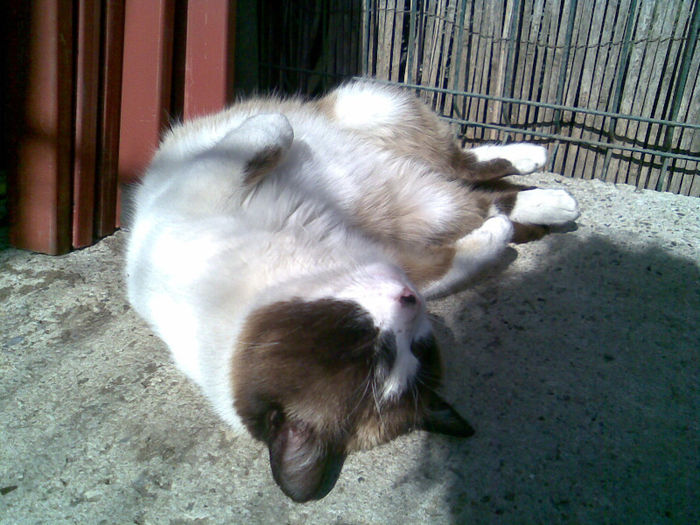 "ti-o fi fost dor de mine ??"