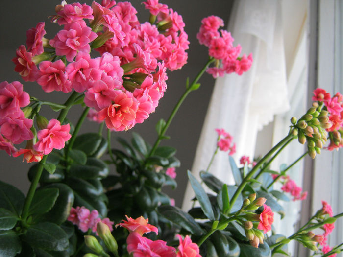 IMG_5102 - Florile mele 1
