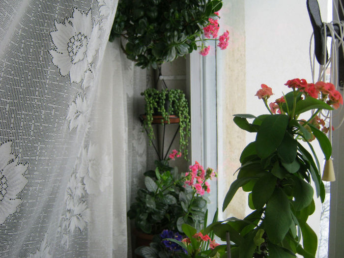 IMG_5259 - Florile mele 1
