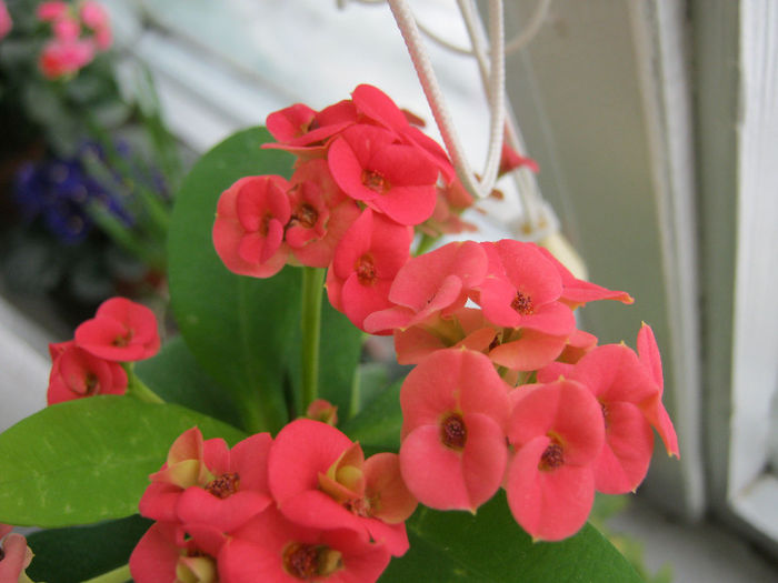IMG_5308 - Florile mele 1