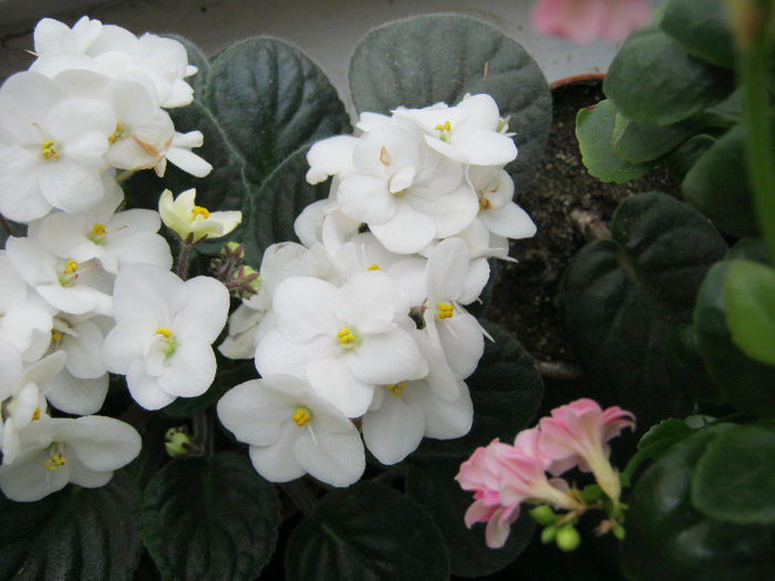 IMG_5318 - Florile mele 1