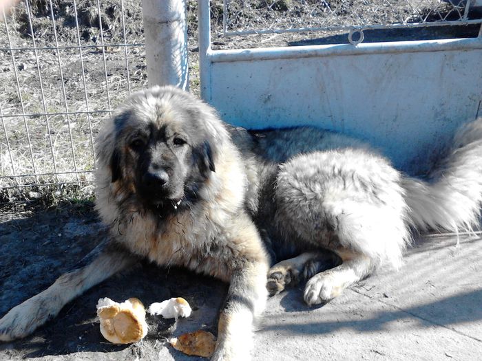 SARA; Femela caucazian la un an si 2 luni
