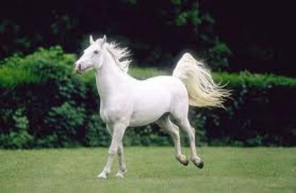cal alb - poze cu cai