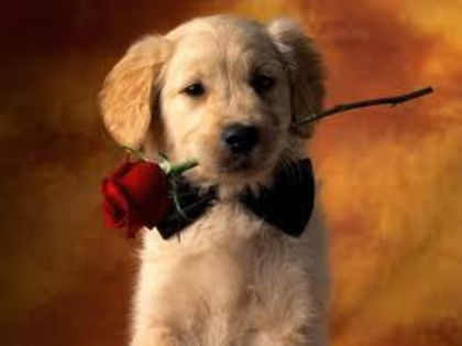 index; acest catel va darui trandafirul iubitei  lui!!! ce romantic

