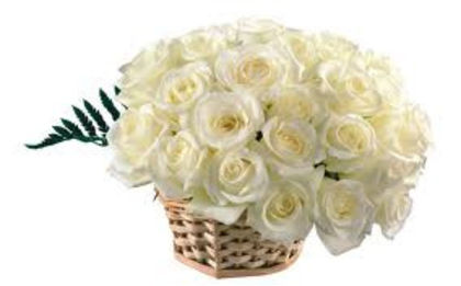 trandafiri albi - poze cu trandafiri