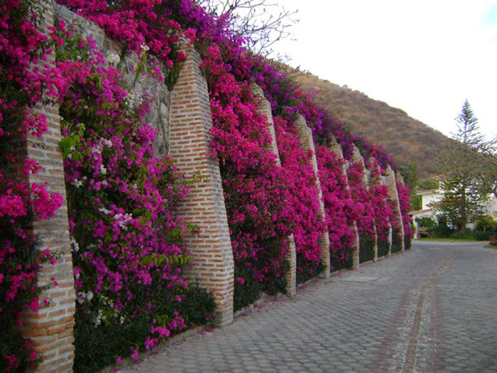 bougainvillea-wall - flori de hartie