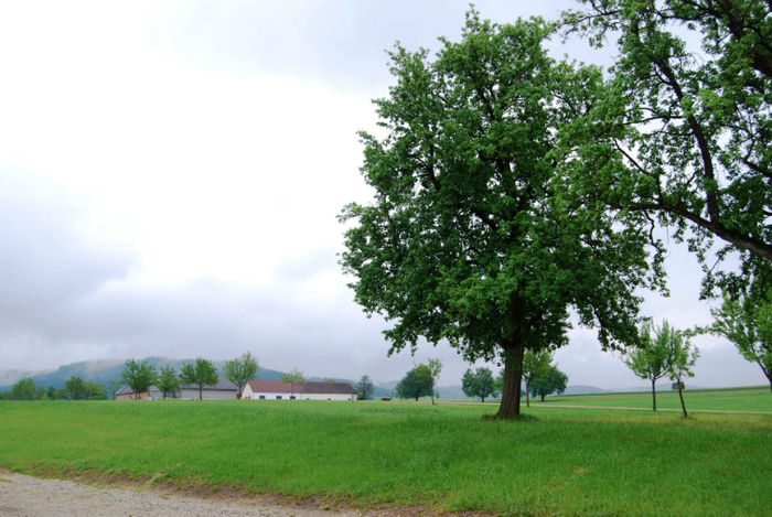 DSC_7993 - La tara in Austria