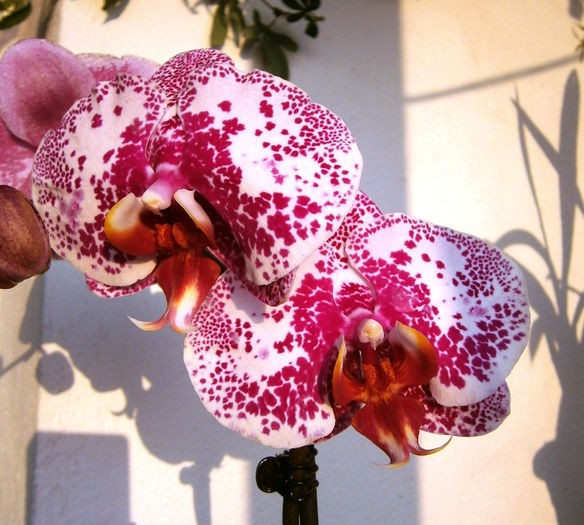 Doritaenopsis Acker's Sweetie