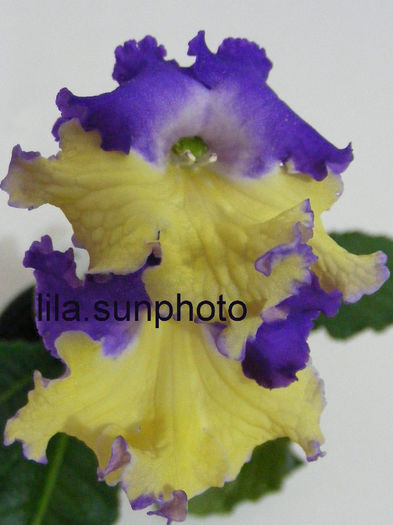  - streptocarpus GAUCHO