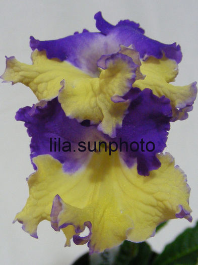  - streptocarpus GAUCHO