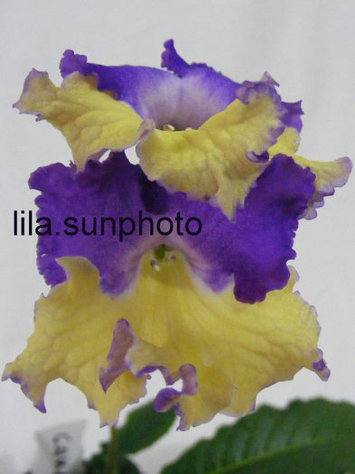  - streptocarpus GAUCHO