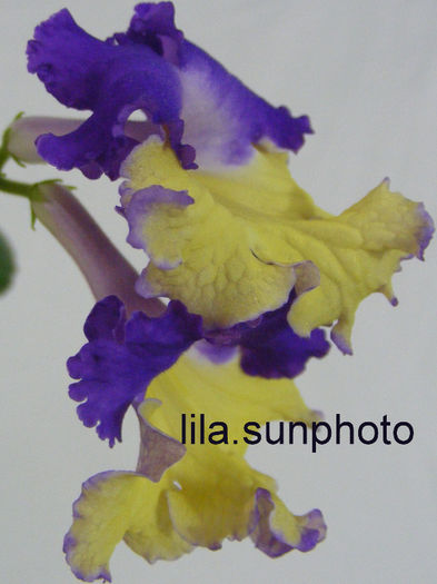  - streptocarpus GAUCHO