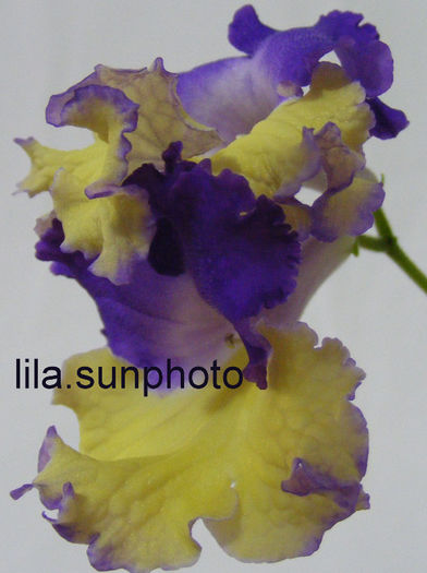  - streptocarpus GAUCHO