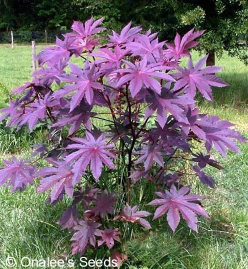 ricin violet