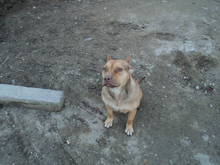 pit bull red nose fata - PAZA CURTII