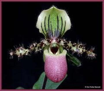 Paphiopedilum chamberlainianum