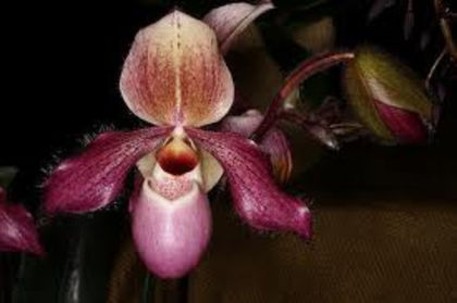 paphiopedilum glaucophyllum x delenatii